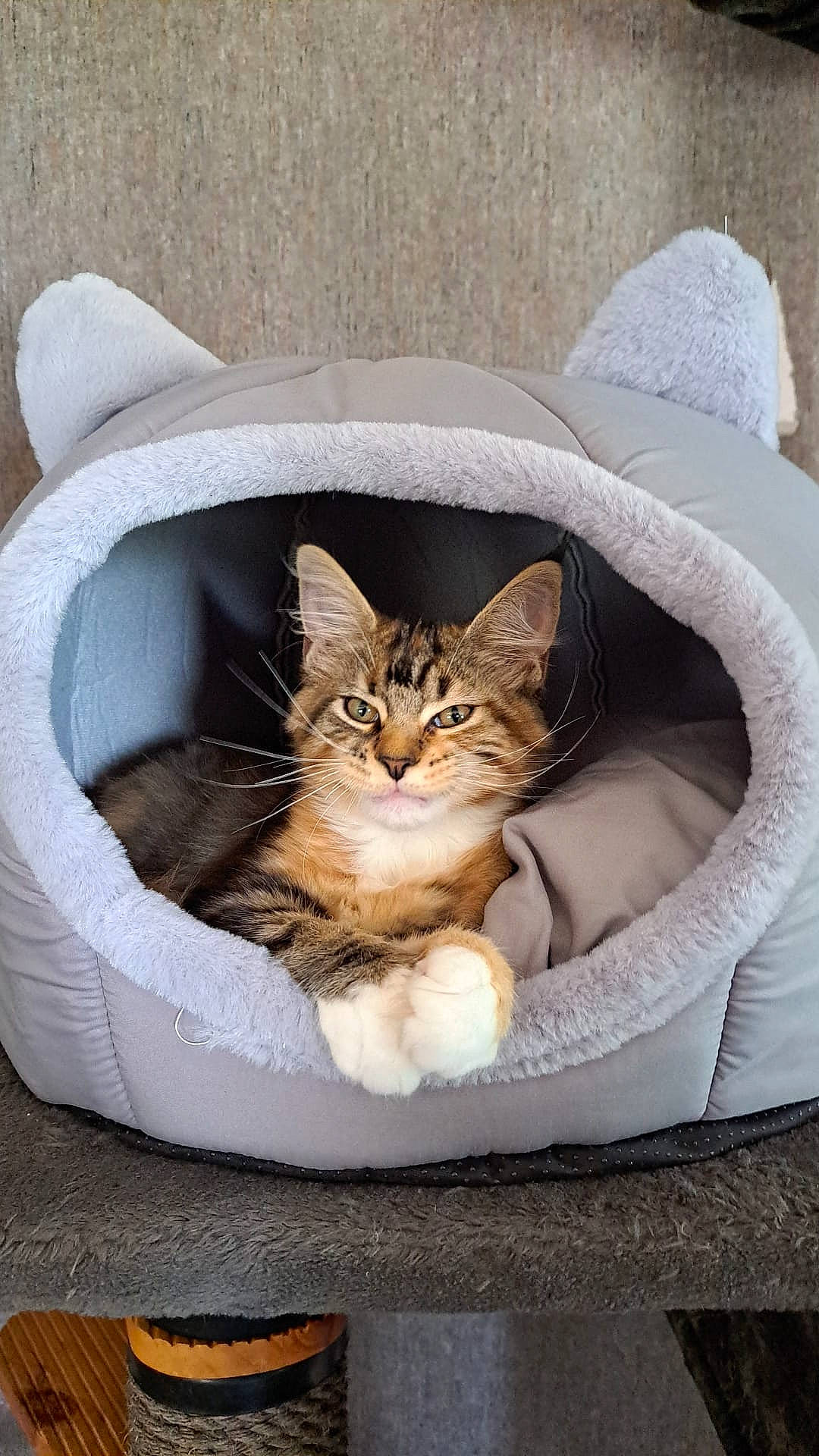 animal, carpet, cat, cave, comfortable, cozy, cute, ears, feline, fur, grey, home, indoor, paws, pet_bed, relaxed, resting, soft, tabby, whiskers