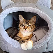 Athena a rejoint le concours — aidez-le/la à gagner de superbes lots ! cat, tabby, pet_bed, cozy, paws, fur, ears, whiskers, indoor, resting, cute, animal, feline, home, carpet, relaxed, soft, grey, comfortable, cave