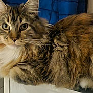 Athena participe au concours pour gagner de l'argent avec cette photo : animal, cat, closeup, cute, domestic, ears, eyes, face, feline, fluffy, fur, indoor, mammal, nose, paws, pet, relaxed, resting, tabby, whiskers