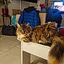 Athena a rejoint le concours — aidez-le/la à gagner de superbes lots ! brown, cat, cozy, cup, floor, fluffy, furniture, home, indoor, jacket, living_room, pet, plant, relaxed, spoon, table, tail, television, white, wood