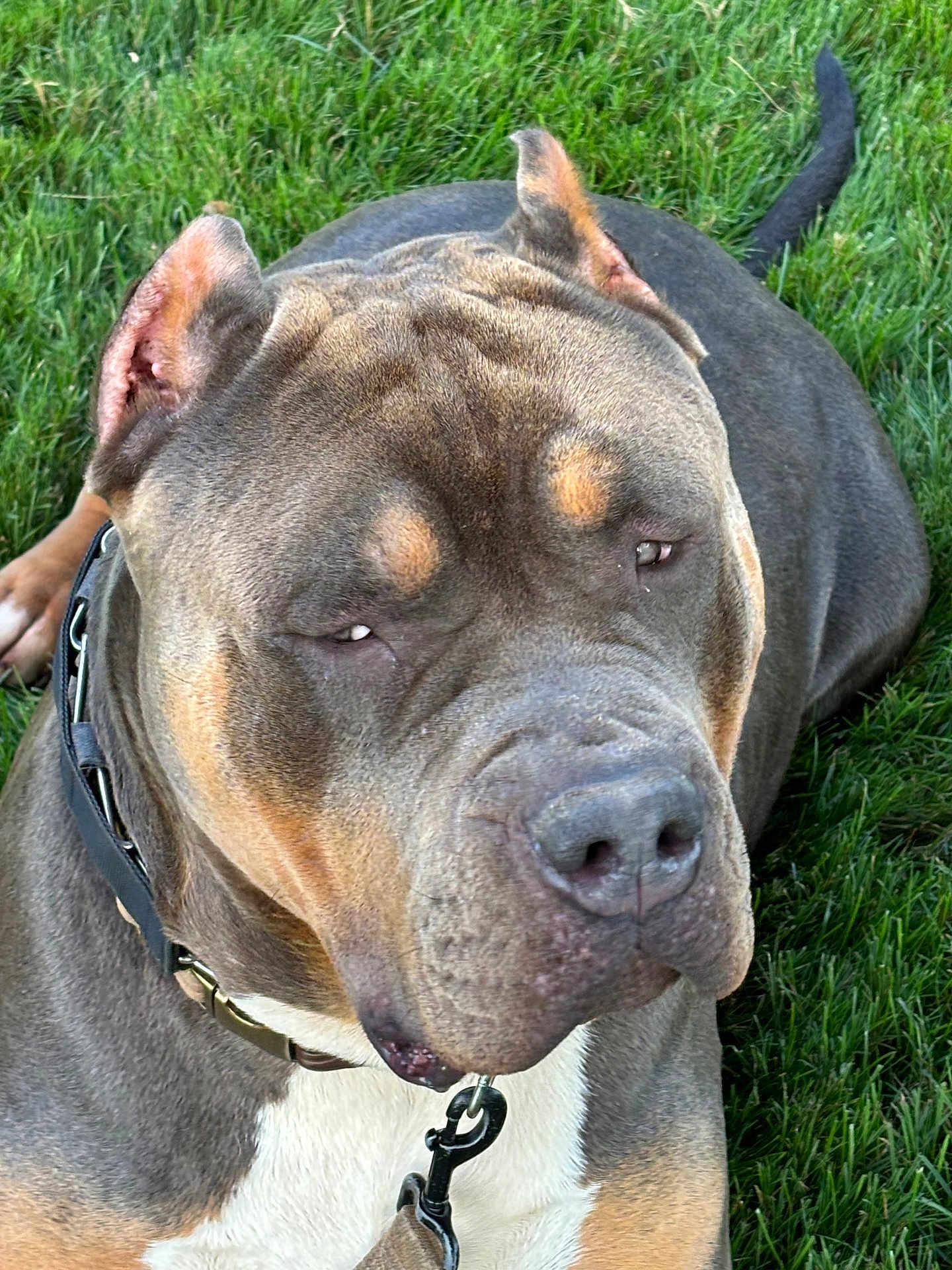 Diesel