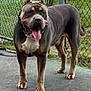 Diesel is registered to the contest to win money with this photo: dog, canine, pet, animal, outdoor, fence, grass, pavement, tongue_out, standing, brown, black, white_chest, ears_up, collar, happy, daylight, chain_link_fence, leash, backyard