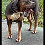 Diesel is registered to the contest to win money with this photo: dog, canine, pet, animal, outdoor, fence, pavement, tongue_out, collar, standing, muscular, tricolor, guard_dog, alert, ears_up, daylight, grass, metal_fence, leash, watchful