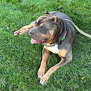 Diesel is registered to the contest to win money with this photo: dog, grass, outdoor, leash, pet, canine, tongue_out, happy, sunny, muscular, brown, black, white, animal, resting, nature, daylight, closeup, portrait, paw