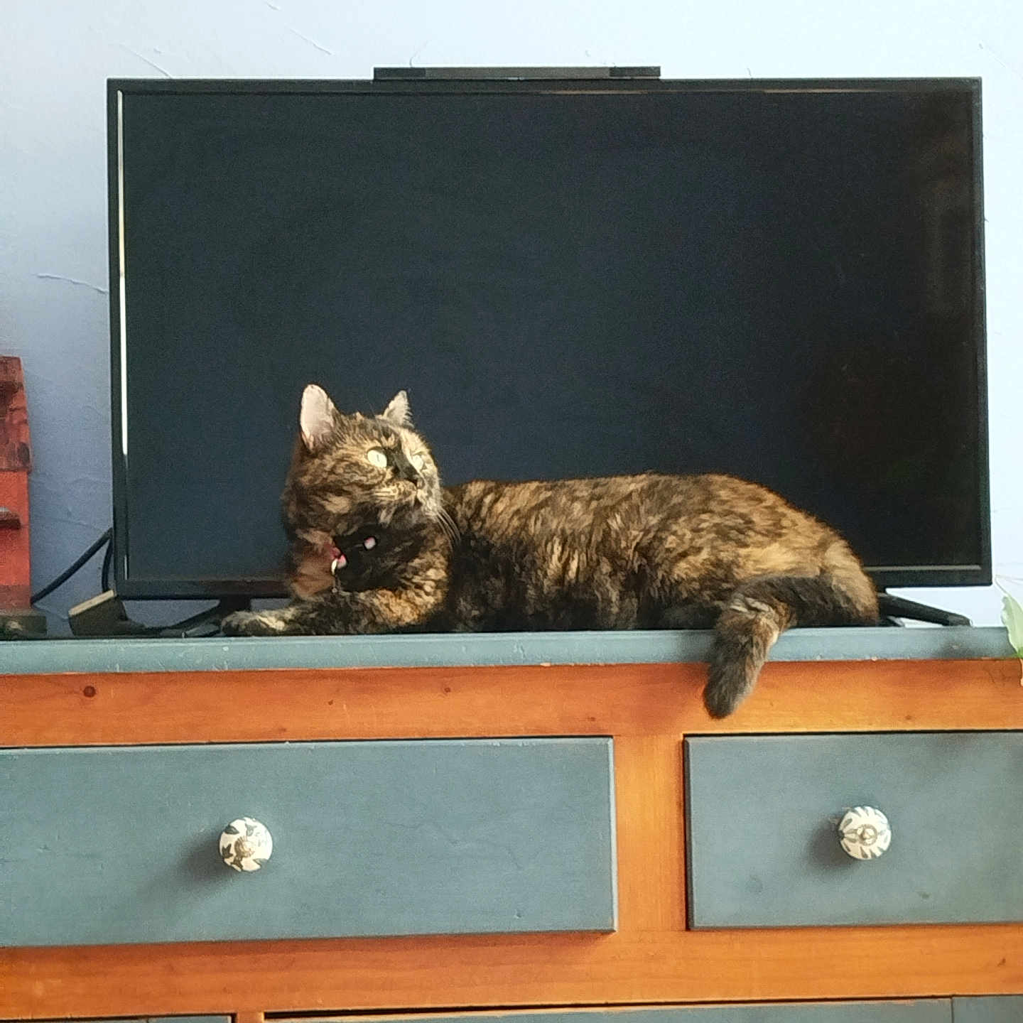 Chimère participe au concours pour gagner de l'argent avec cette photo : animal, cabinet, cat, closet, computerhardware, cupboard, desk, drawer, electronics, furniture, hardware, indoors, interiordesign, monitor, pet, screen, sideboard, table, tv, wood