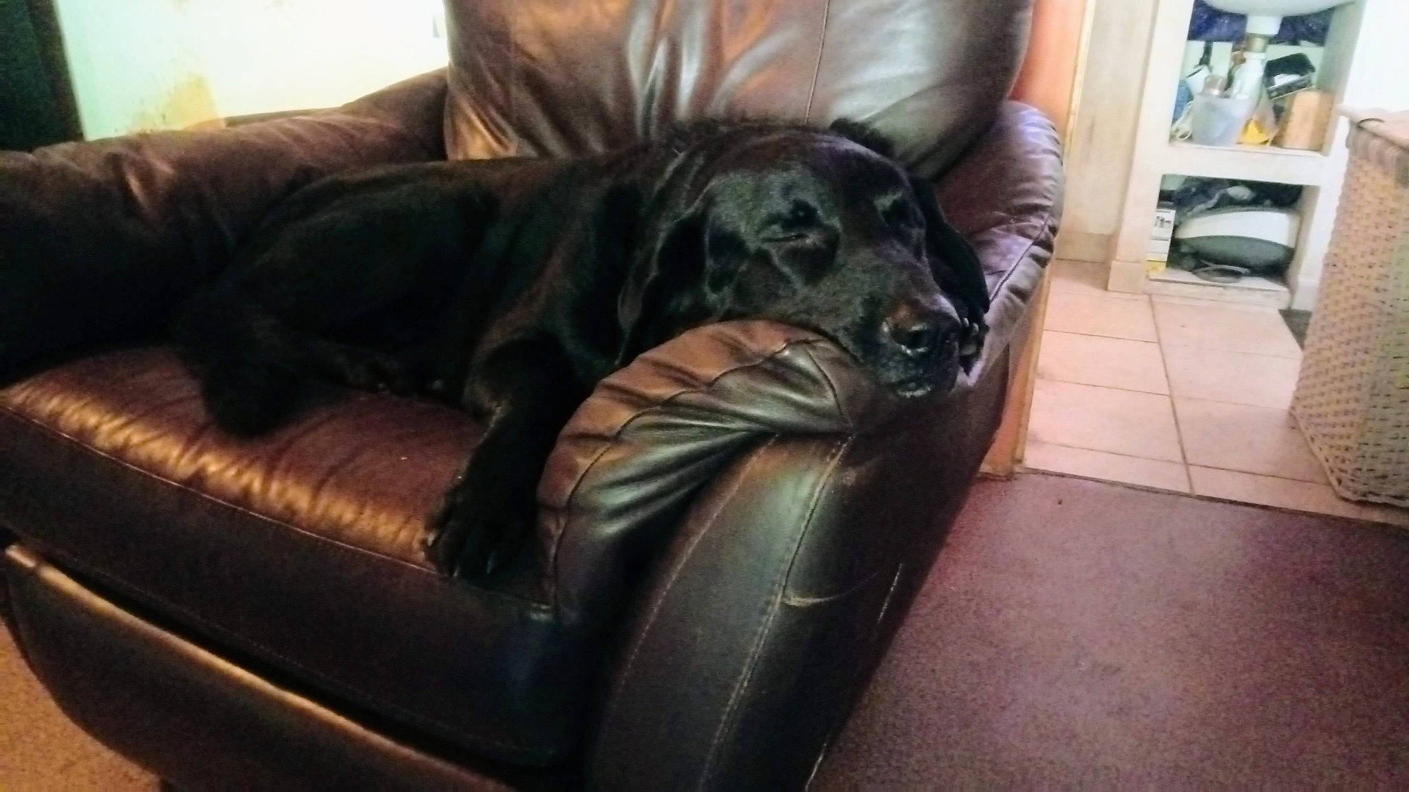 Daz a rejoint le concours — aidez-le/la à gagner de superbes lots ! canidae, carnivore, comfort, companion_dog, couch, dog, dog_breed, flooring, fur, furniture, guard_dog, hardwood, liver, living_room, shelf, snout, sporting_group, studio_couch, whiskers, working_animal