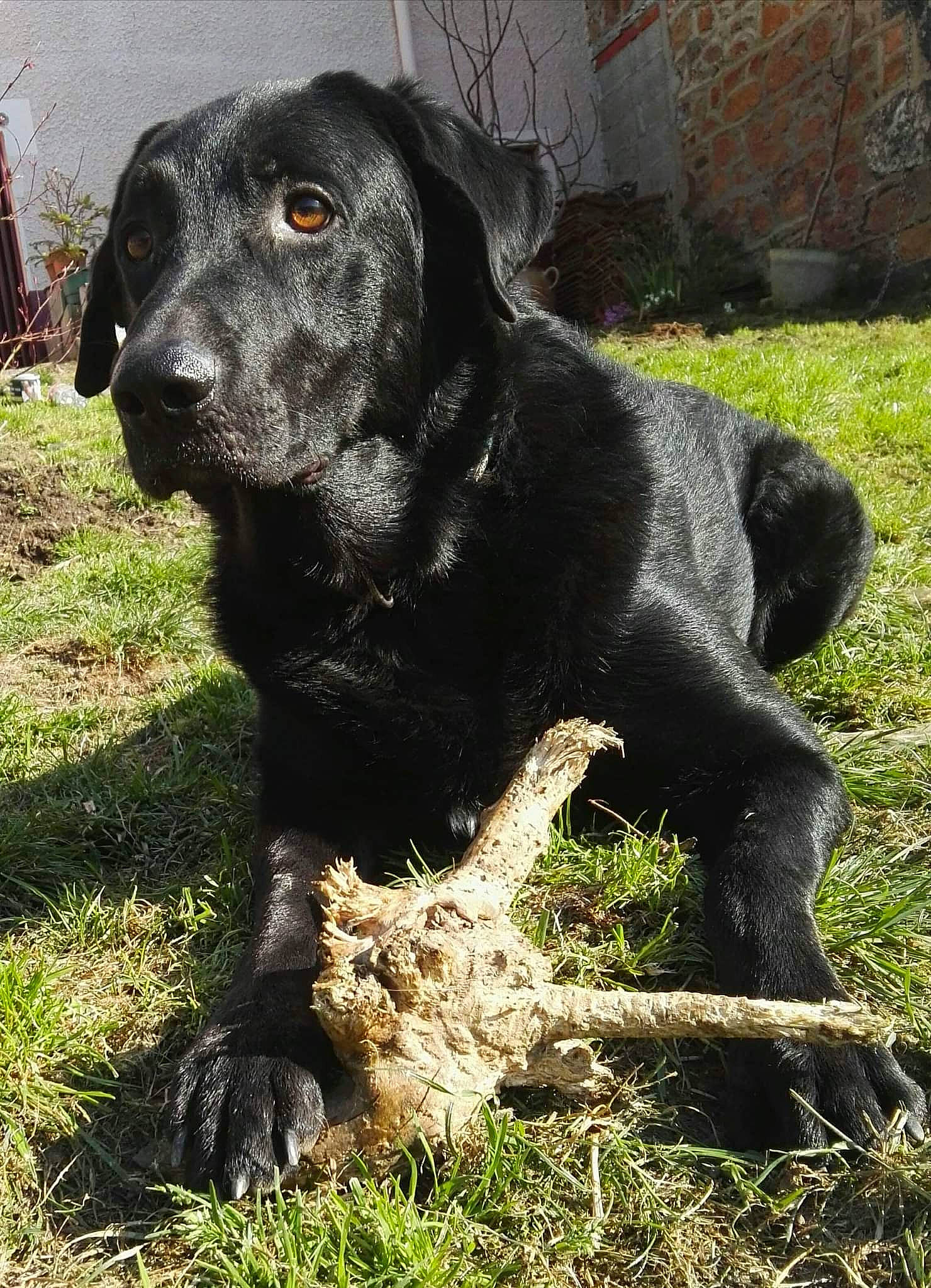 Daz a rejoint le concours — aidez-le/la à gagner de superbes lots ! borador, canidae, carnivore, companion_dog, dog, dog_breed, fur, grass, gun_dog, hunting_dog, plant, sporting_group, tail, terrestrial_animal, whiskers, working_animal