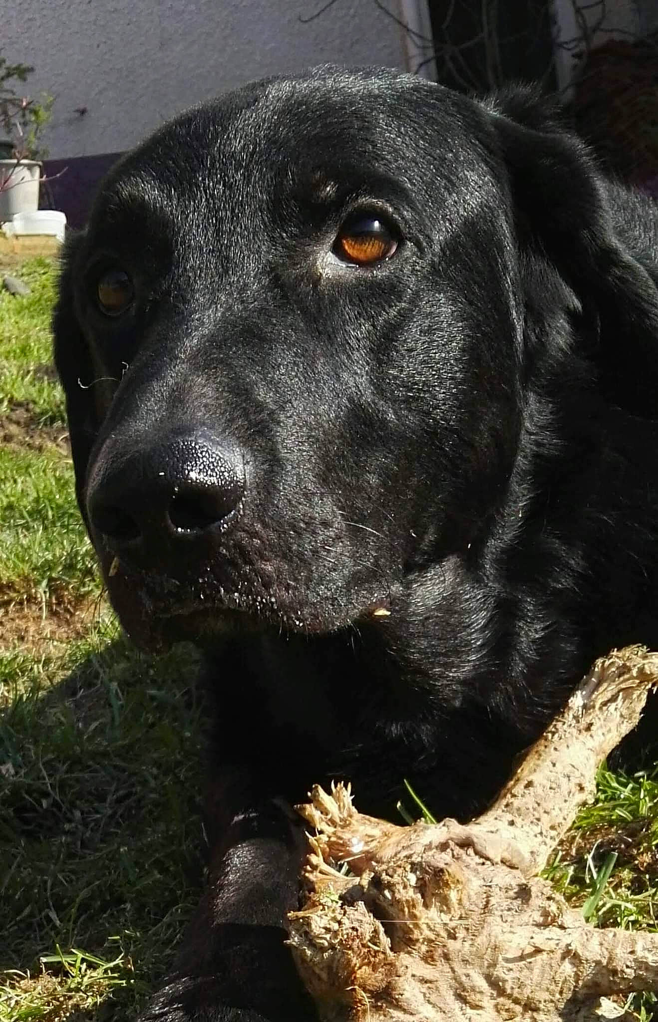 Daz participe au concours pour gagner de l'argent avec cette photo : art, borador, canidae, carnivore, companion_dog, dog, dog_breed, eye, fawn, flowerpot, fur, grass, gun_dog, head, plant, snout, sporting_group, terrestrial_animal, whiskers, working_animal