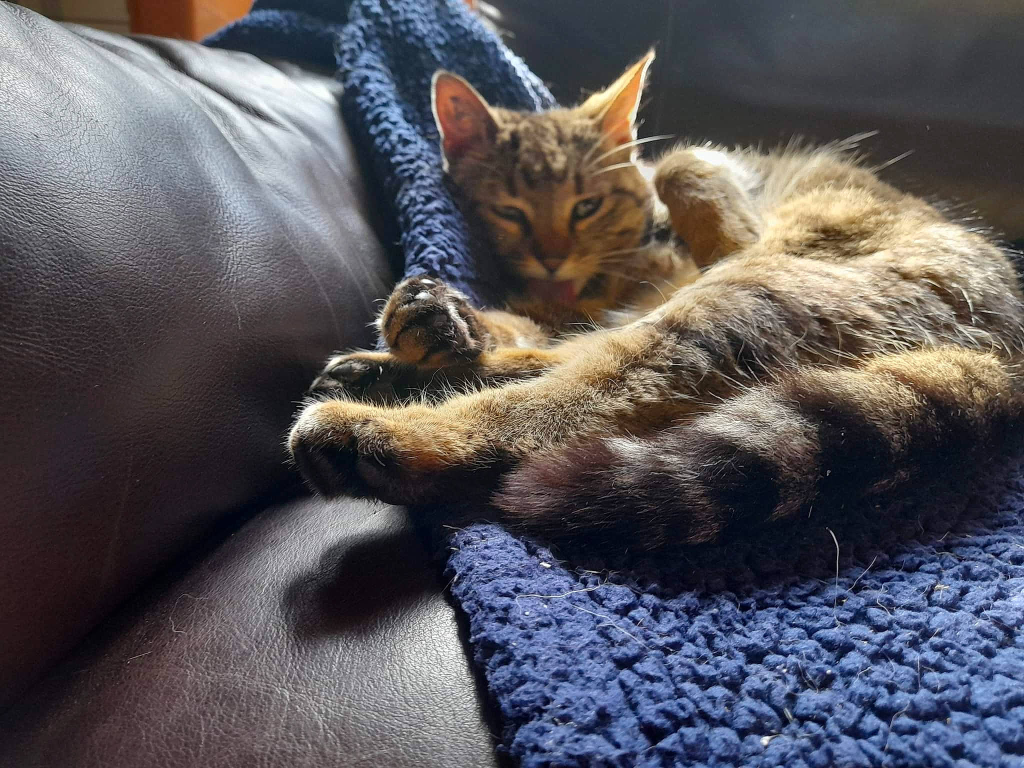 Mori a rejoint le concours — aidez-le/la à gagner de superbes lots ! carnivore, cat, claw, cloud, comfort, couch, domestic_short_haired_cat, electric_blue, felidae, fur, grey, nap, paw, sitting, small_to_medium_sized_cats, snout, tail, tree, whiskers, wood