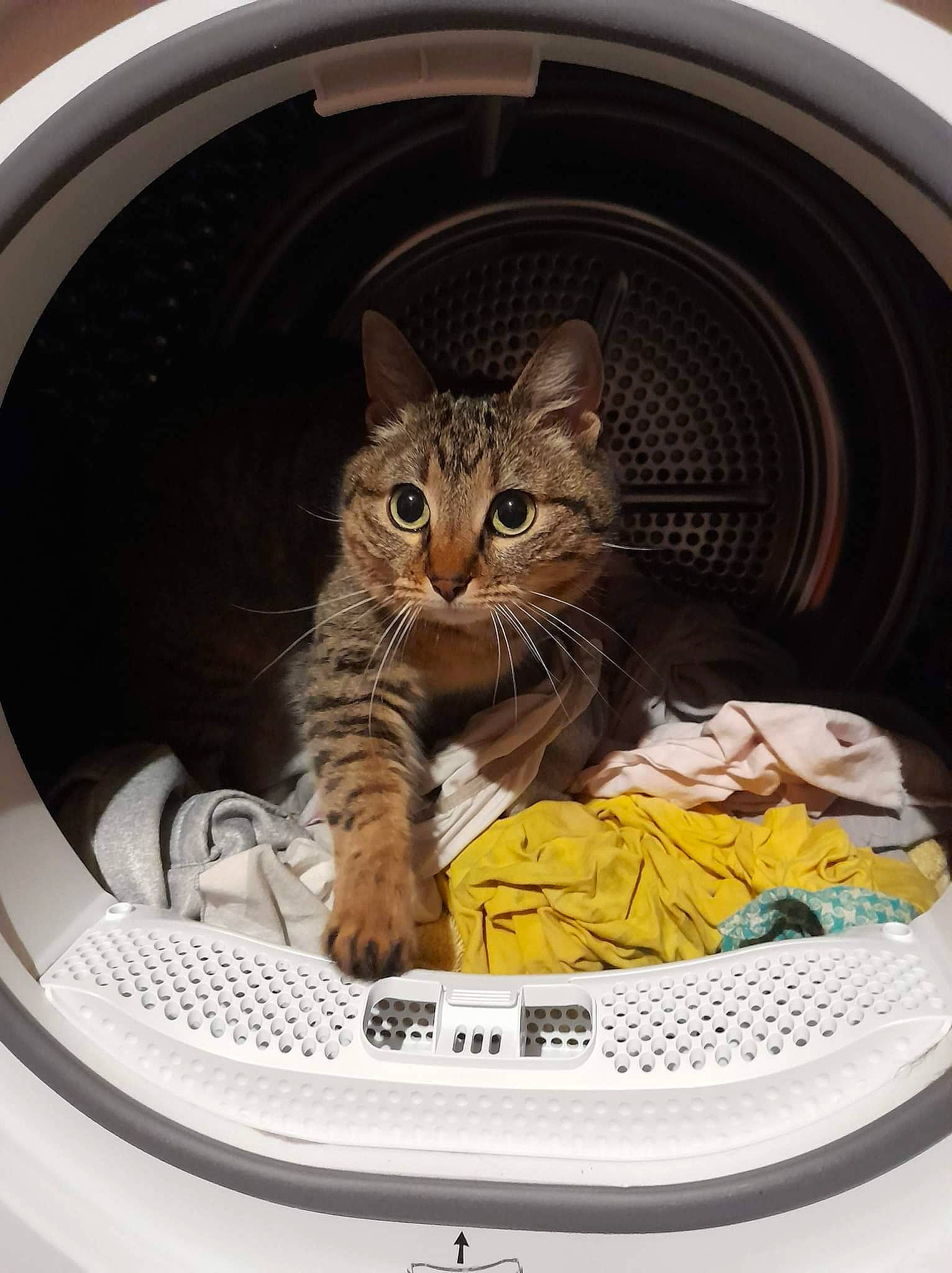 Mori participe au concours pour gagner de l'argent avec cette photo : auto_part, automotive_design, automotive_exterior, automotive_lighting, automotive_tire, automotive_wheel_system, carnivore, cat, comfort, domestic_short_haired_cat, felidae, fender, fur, hood, motor_vehicle, small_to_medium_sized_cats, snout, vehicle_door, whiskers, window