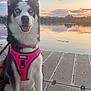 husky, dog, pink_harness, lake, sunset, water, dock, outdoor, animal, pet, nature, sky, reflection, mountains, happy, sitting, portrait, canine, scenic, evening