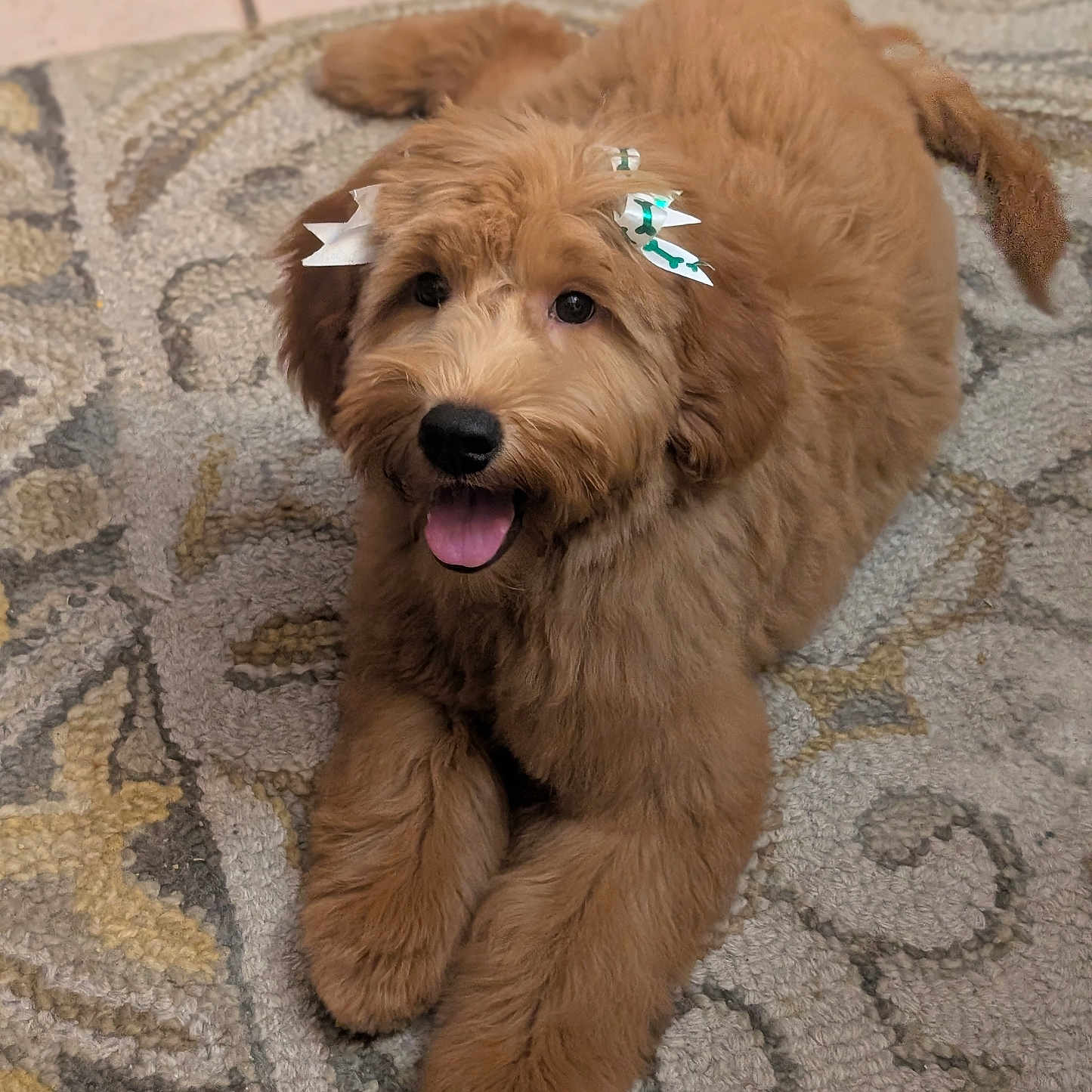 Chloe joined the competition — help win amazing prizes! adorable, animal, bow, brown, canine, carpet, companion, cute, dog, domestic, ears, fluffy, fur, happy, indoor, laying_down, pet, portrait, puppy, tongue_out
