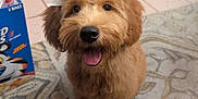 Chloe joined the competition — help win amazing prizes! dog, puppy, bow, indoor, carpet, patterned_rug, tongue_out, happy, pet, fur, floor_tiles, cereal_box, furniture, cute, animal, smiling, sitting, brown_fur, portrait, domestic