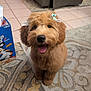 dog, puppy, bow, indoor, carpet, patterned_rug, tongue_out, happy, pet, fur, floor_tiles, cereal_box, furniture, cute, animal, smiling, sitting, brown_fur, portrait, domestic