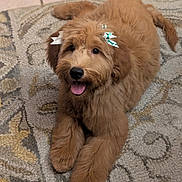Chloe joined the competition — help win amazing prizes! puppy, dog, brown, fluffy, bow, ears, tongue_out, happy, pet, animal, indoor, carpet, cute, portrait, laying_down, fur, canine, companion, adorable, domestic