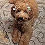 Chloe is registered to the contest to win money with this photo: dog, puppy, fluffy, bow, carpet, indoor, pet, cute, animal, fur, laying_down, face, ears, nose, eyes, paws, home, adorable, portrait, cozy