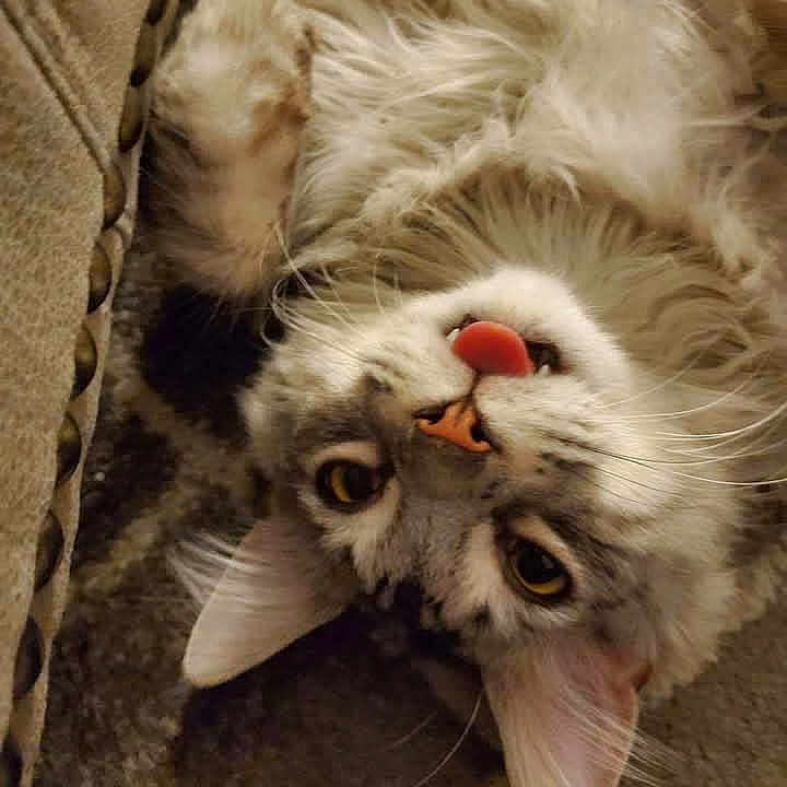 Rhaegar is registered to the contest to win money with this photo: animal, carpet, cat, close_up, couch, curious, cute, ears, feline, fluffy, fur, home, indoor, mischievous, pet, playful, relaxed, tongue_out, upside_down, whiskers