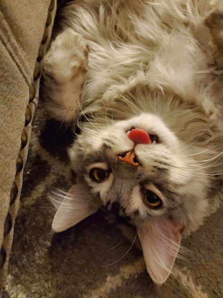 Rhaegar is registered to the contest to win money with this photo: cat, fluffy, upside_down, tongue_out, carpet, couch, pet, animal, whiskers, ears, playful, indoor, feline, close_up, cute, home, curious, relaxed, fur, mischievous