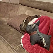 Oural a rejoint le concours — aidez-le/la à gagner de superbes lots ! blanket, brown_couch, couch, cozy, dog, head, indoor, living_room, nap, pet, phone_camera, pillow, plush_toy, red_blanket, sleeping_dog, snout, stuffed_toy, toy_dog, upholstery, watermark