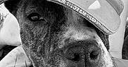 Oural participe au concours pour gagner de l'argent avec cette photo : black_and_white, brindle_coat, canine, cap, close_up, dog, eye, fur, grass, hat, monochrome, muzzle, nose, outdoor, pet, portrait, relaxed, snout, texture, whiskers