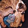 Oural participe au concours pour gagner de l'argent avec cette photo : basket, blanket, brindle, cat, companion, cozy, cuddling, dog, domestic_animal, floral_pattern, friendship, fur, ginger_cat, indoor, nap, paws, pet, pet_bed, relaxed, sleeping