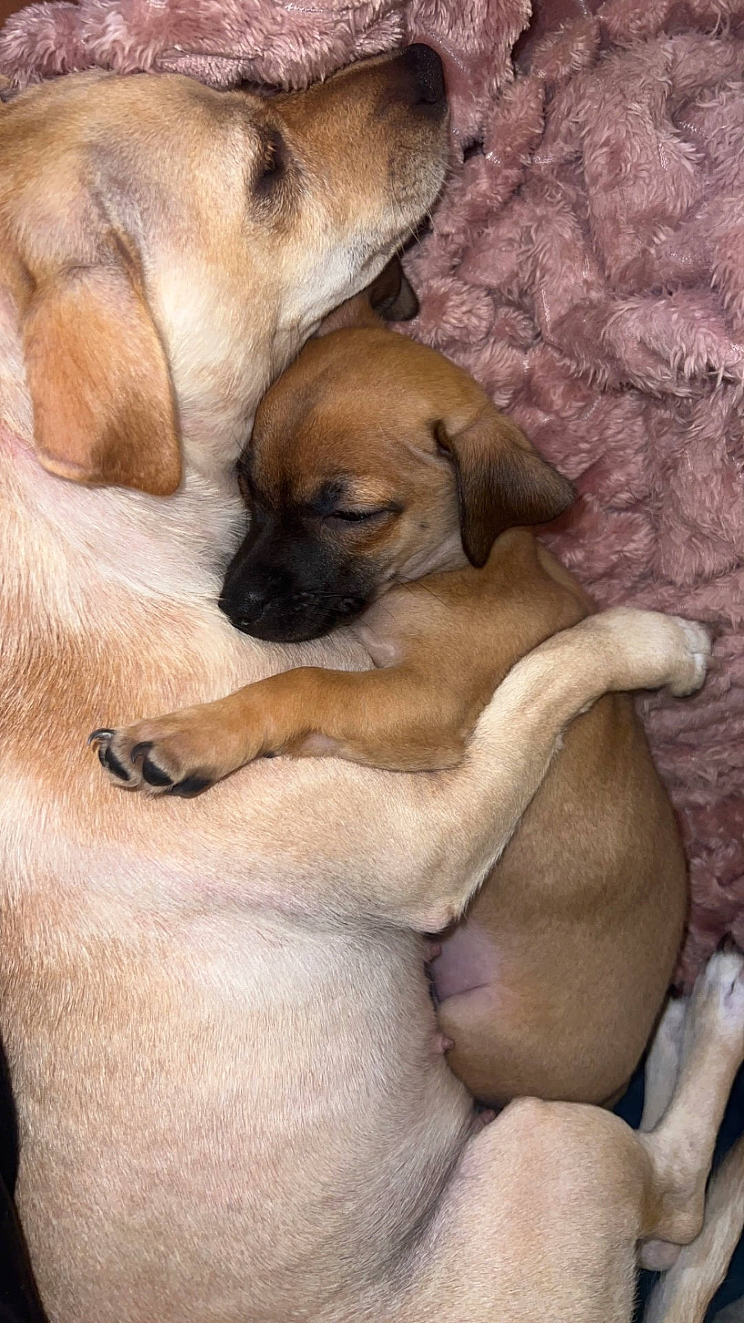 Doobie joined the competition — help win amazing prizes! animal, beagle, boxer, bulldog, canine, chihuahua, couch, dog, frenchbulldog, furniture, goldenretriever, hound, labradorretriever, person, pet, pitbull, pointer, pug, puppy, sleeping