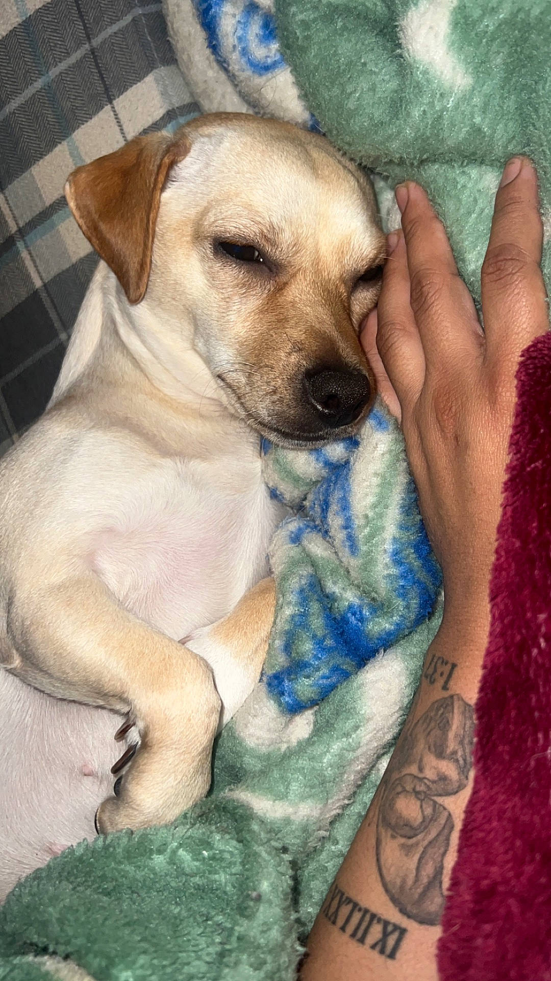 Doobie joined the competition — help win amazing prizes! animal, blanket, bodypart, canine, couch, dog, face, finger, furniture, hand, head, hound, labradorretriever, person, pet, photography, puppy, skin, tattoo, wrist