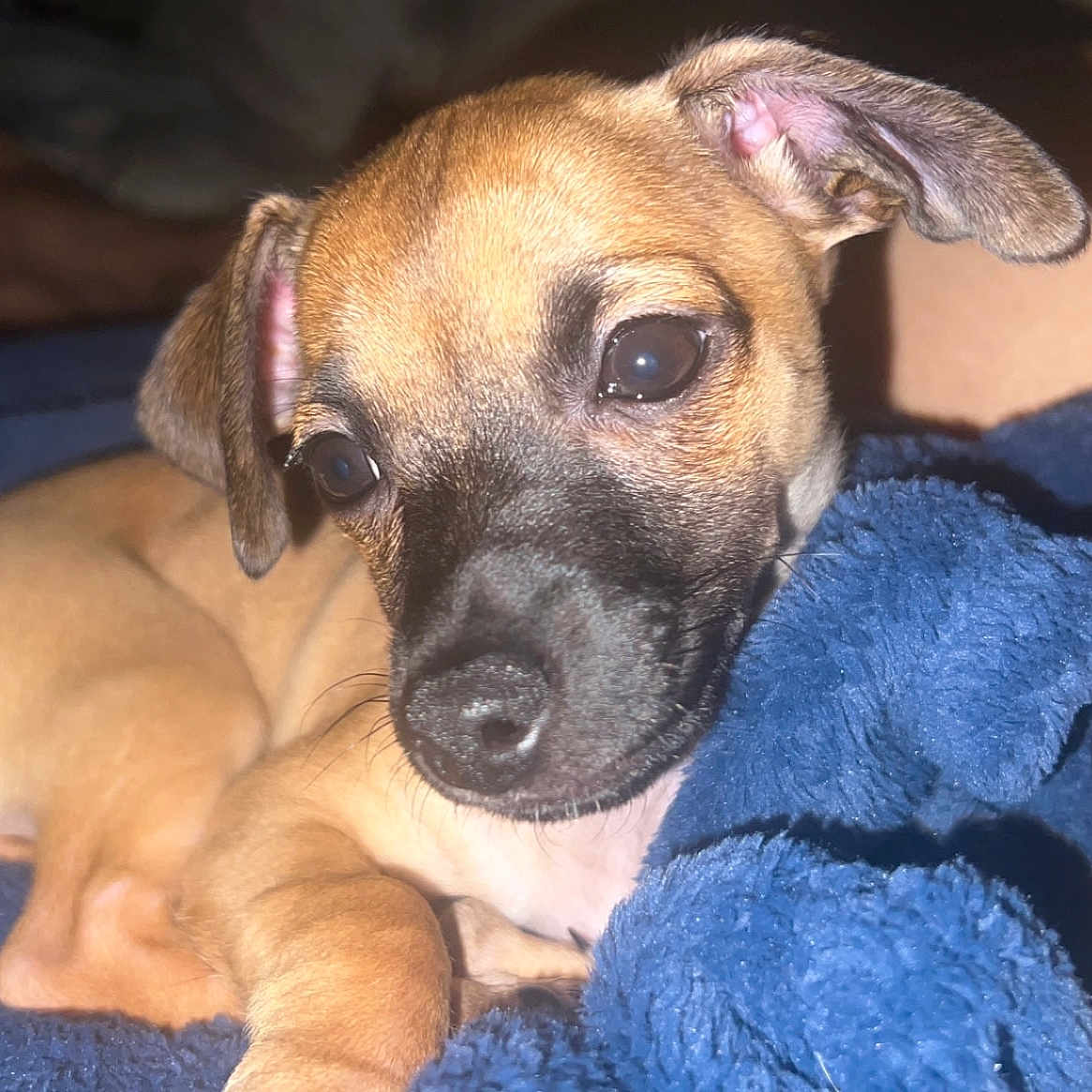 Biscuit is registered to the contest to win money with this photo: animal, beagle, blanket, boxer, bulldog, canine, chihuahua, dog, frenchbulldog, hound, labradorretriever, pet, pitbull, pug, puppy, snout, towel