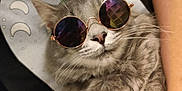 Milo joined the competition — help win amazing prizes! cat, gray_cat, sunglasses, pet, animal, fluffy, cute, relaxed, indoor, person, human_arm, moon_phases, cosmic, cute_pet, domestic_cat, portrait, closeup, feline, wearing_accessories, resting