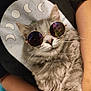 cat, gray_cat, sunglasses, pet, animal, fluffy, cute, relaxed, indoor, person, human_arm, moon_phases, cosmic, cute_pet, domestic_cat, portrait, closeup, feline, wearing_accessories, resting