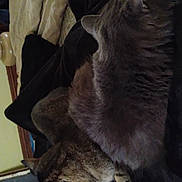 Milo is registered to the contest to win money with this photo: cat, cats, feline, pet, animal, sleeping, resting, fur, cozy, blanket, indoor, domestic, two_animals, close_up, bedroom, dim_light, quiet, companion, cute, warm