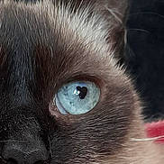 Sacha a rejoint le concours — aidez-le/la à gagner de superbes lots ! cat, close_up, blue_eye, fur, whiskers, animal, pet, face, portrait, feline, Siamese, nose, eye, macro, detail, cute, domestic_animal, mammal, indoor, whisker