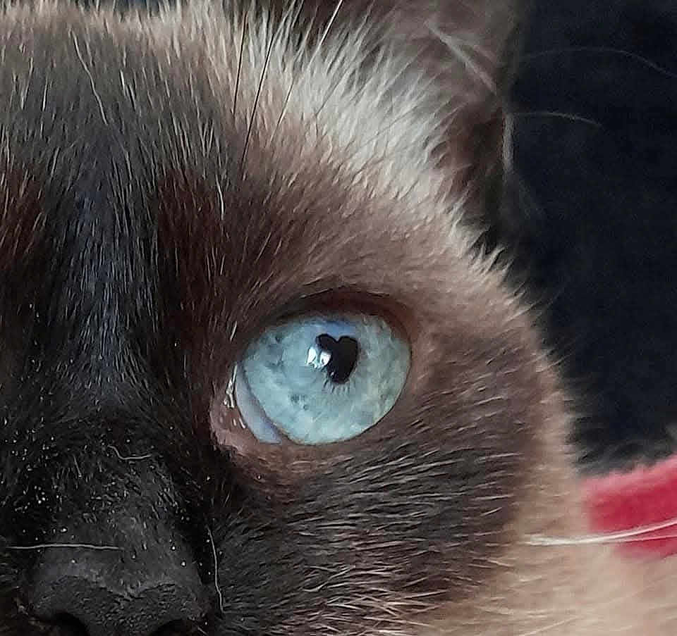 Sacha