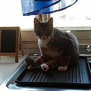 Soquette participe au concours pour gagner de l'argent avec cette photo :