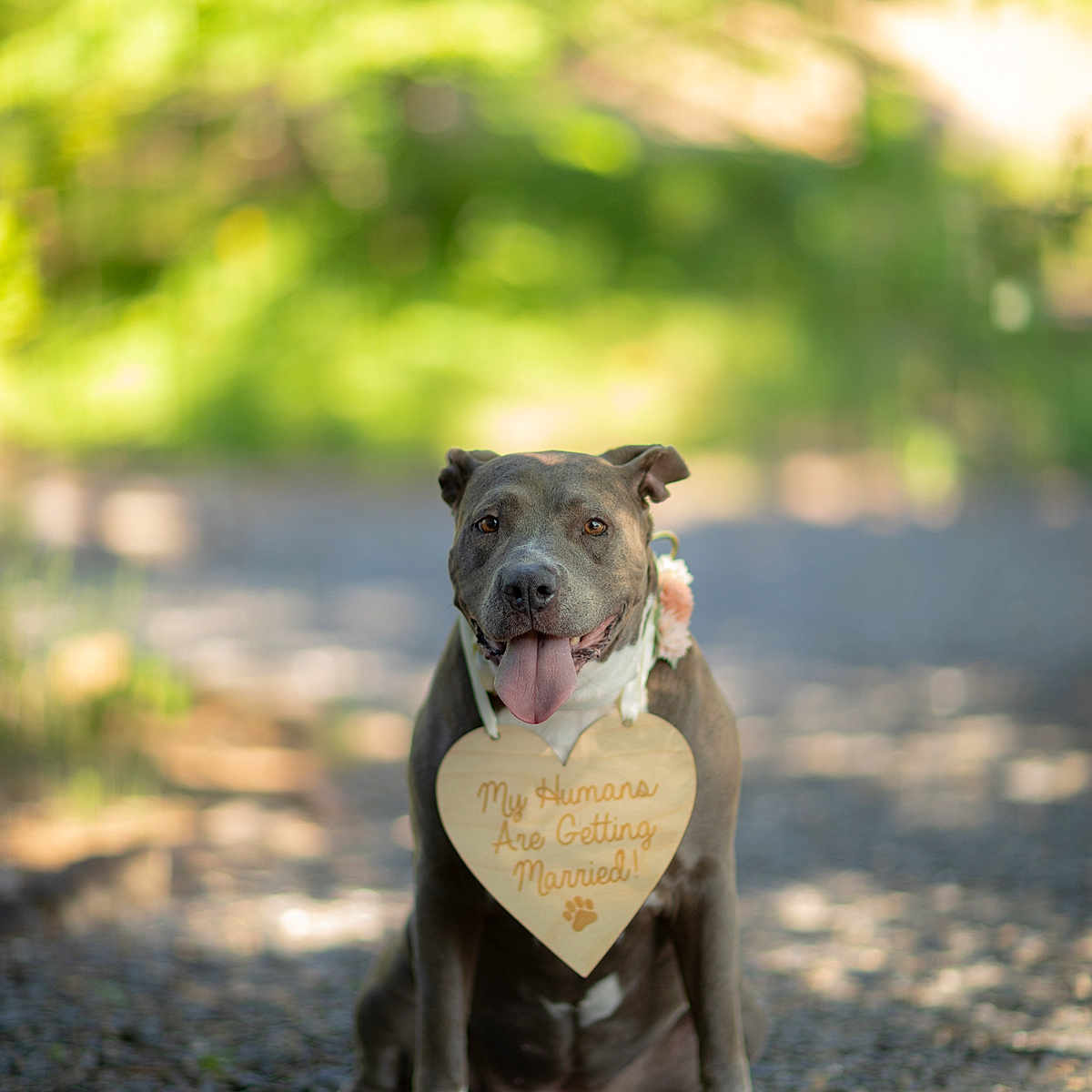 Brembo is registered to the contest to win money with this photo: accessories, animal, boxer, bulldog, canine, dog, face, frenchbulldog, gravel, head, hound, person, pet, photography, pitbull, portrait, puppy, road, soil, strap