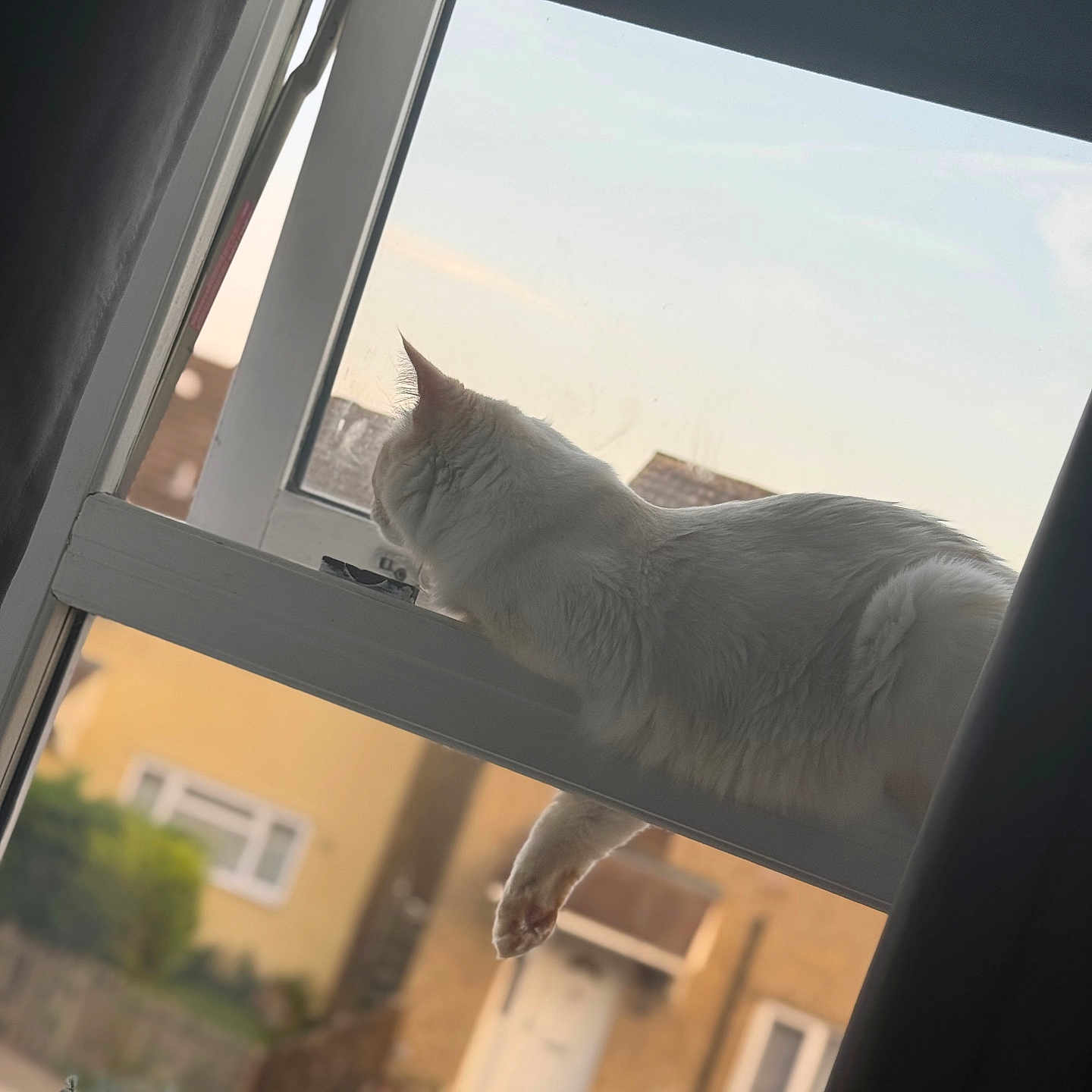 Cal is registered to the contest to win money with this photo: blurred_background, box, building, cat, curtain, daylight, fence, fur, home, house, indoor, leisure, outdoor_view, paw, plant, relaxed, sky, white_cat, window, windowsill