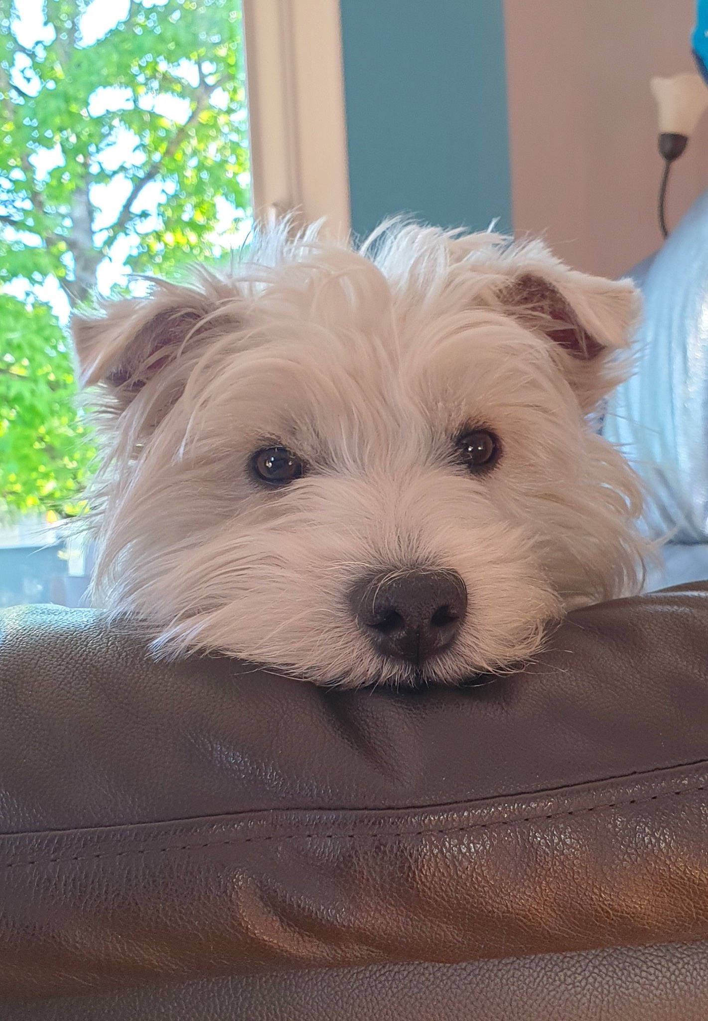 Only a rejoint le concours — aidez-le/la à gagner de superbes lots ! ancient_dog_breeds, biewer_terrier, carnivore, companion_dog, dog, dog_breed, fur, maltepoo, non_sporting_group, puppy_love, small_terrier, terrestrial_animal, terrier, toy_dog, working_animal, yorkipoo