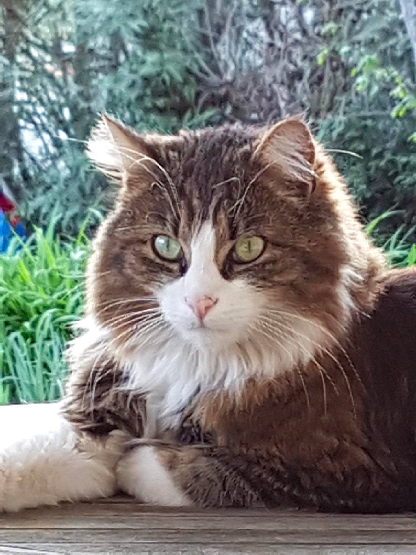 Inox participe au concours pour gagner de l'argent avec cette photo : carnivore, cat, domestic_short_haired_cat, eye, fawn, felidae, fur, grass, paw, plant, sitting, small_to_medium_sized_cats, snout, tail, terrestrial_animal, tree, vertebrate, whiskers, window, wood