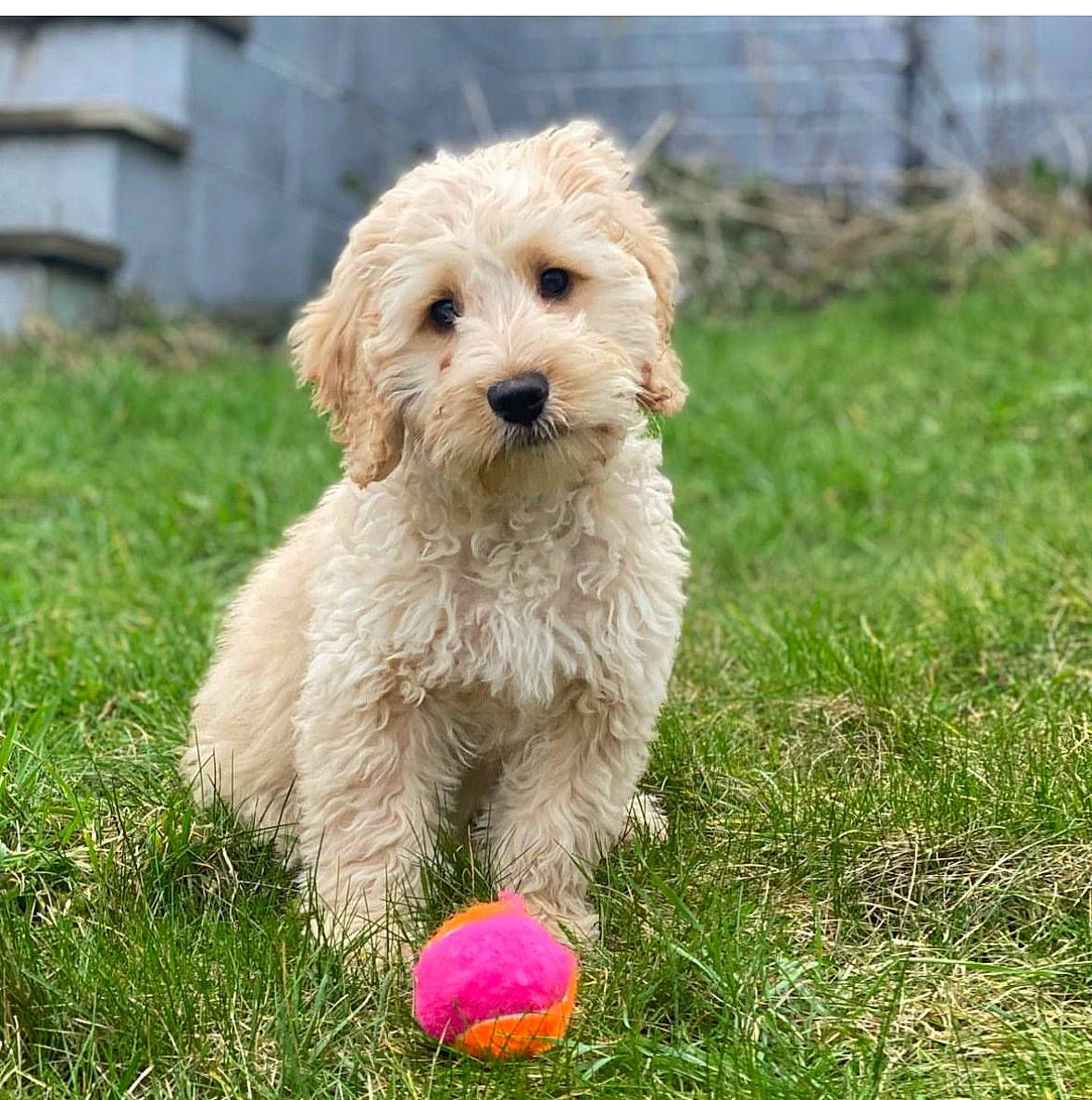 Bryn joined the competition — help win amazing prizes! ball, canidae, carnivore, companion_dog, dog, dog_breed, dog_collar, dog_supply, grass, maltepoo, plant, poodle, small_terrier, sporting_group, sports_equipment, tennis_ball, terrier, toy_dog, water_dog, working_animal