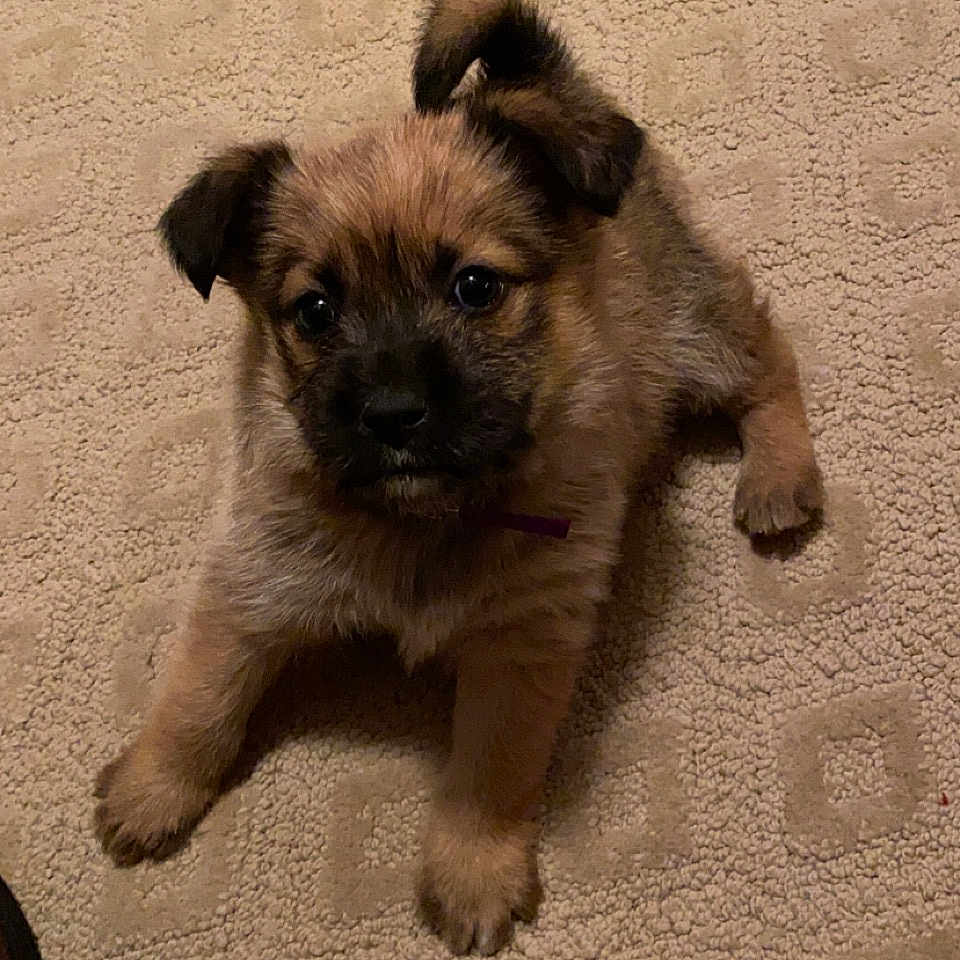 Remington