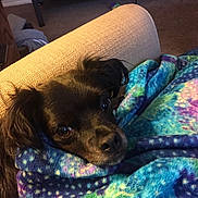 Jackson joined the competition — help win amazing prizes! black_dog, blanket, brown_eyes, closeup, comfort, couch, cozy, cute, dog, ears, fur, indoor, living_room, patterned_blanket, pet, portrait, resting, sleepy, snout, textile