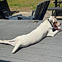 Maxi joined the competition — help win amazing prizes! dog, white_dog, outdoor, deck, lawn, grass, sunlight, yawning, relaxed, pet, animal, summer, resting, collar, tongue, wooden_deck, chair, shadow, daytime, nature