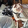 Maxi is registered to the contest to win money with this photo: puppy, dog, crate, blanket, plush_toy, bedding, pet, indoor, collar, resting, fur, animal, cute, bed, pet_bed, looking_away, toy, cage, domestic, relaxed