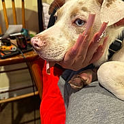 Maxi is registered to the contest to win money with this photo: dog, pet, hand, nails, long_nails, decorated_nails, tongue, close_up, indoor, chair, wooden_chair, person, furniture, couch, red_blanket, gray_pants, paw, light_fur, cute, resting