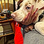 dog, pet, hand, nails, long_nails, decorated_nails, tongue, close_up, indoor, chair, wooden_chair, person, furniture, couch, red_blanket, gray_pants, paw, light_fur, cute, resting