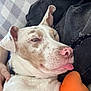 dog, pet, close_up, pink_nose, tongue_out, relaxed, cuddling, person_hand, black_jeans, orange_plush, fabric, home, indoor, comfort, sleepy, animal, cute, fur, face, resting