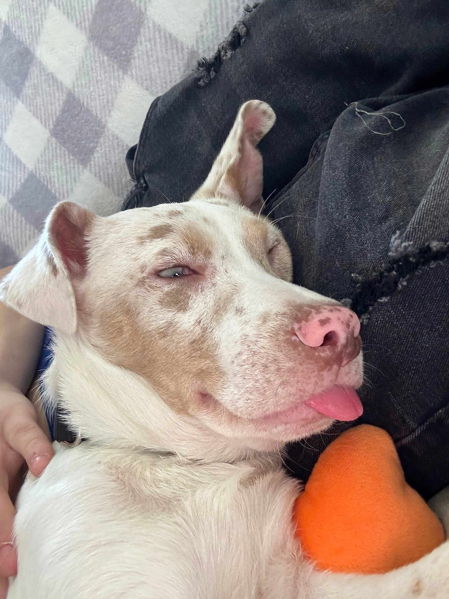 Maxi is registered to the contest to win money with this photo: dog, pet, close_up, pink_nose, tongue_out, relaxed, cuddling, person_hand, black_jeans, orange_plush, fabric, home, indoor, comfort, sleepy, animal, cute, fur, face, resting