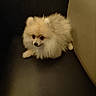 dog, pomeranian, fluffy, small_dog, pet, animal, cute, indoor, leather, black_surface, sitting, fur, face, ears, paw, brown, white, adorable, companion, domestic_animal