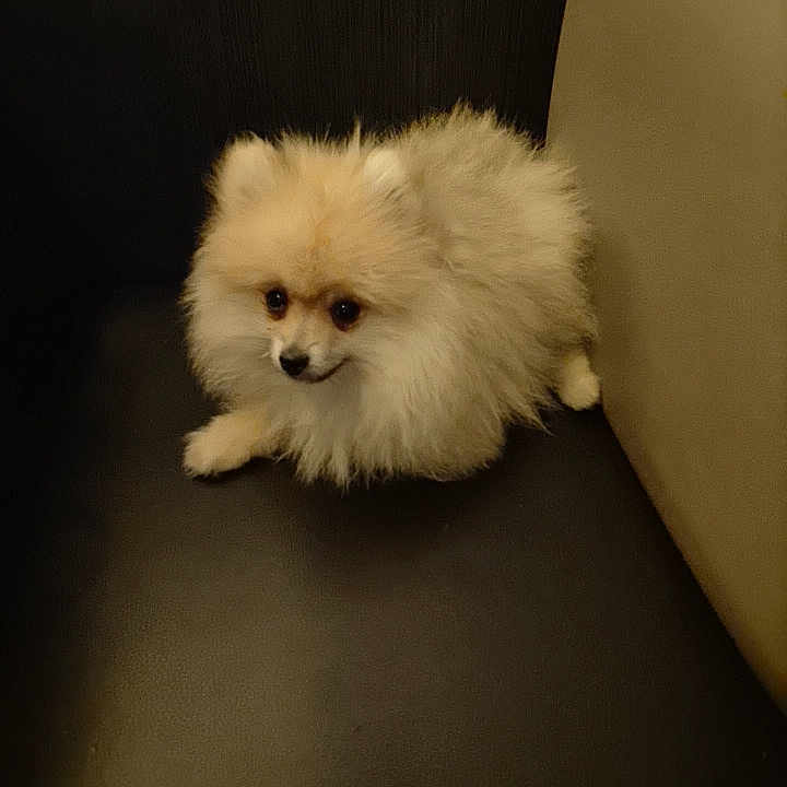 Vitoo