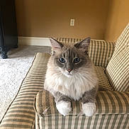 Sky joined the competition — help win amazing prizes! animal, armchair, blue_eyes, calm, cat, confident, cozy, fluffy, fur, furniture, indoor, living_room, looking_at_camera, neutral_colors, paws, pet, relaxed, seated, soft_lighting, striped